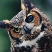 Guardian_owl