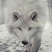 White_Wolf_Andy