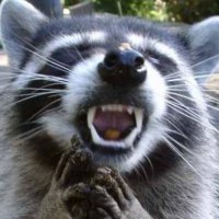 Giggly-Raccoon